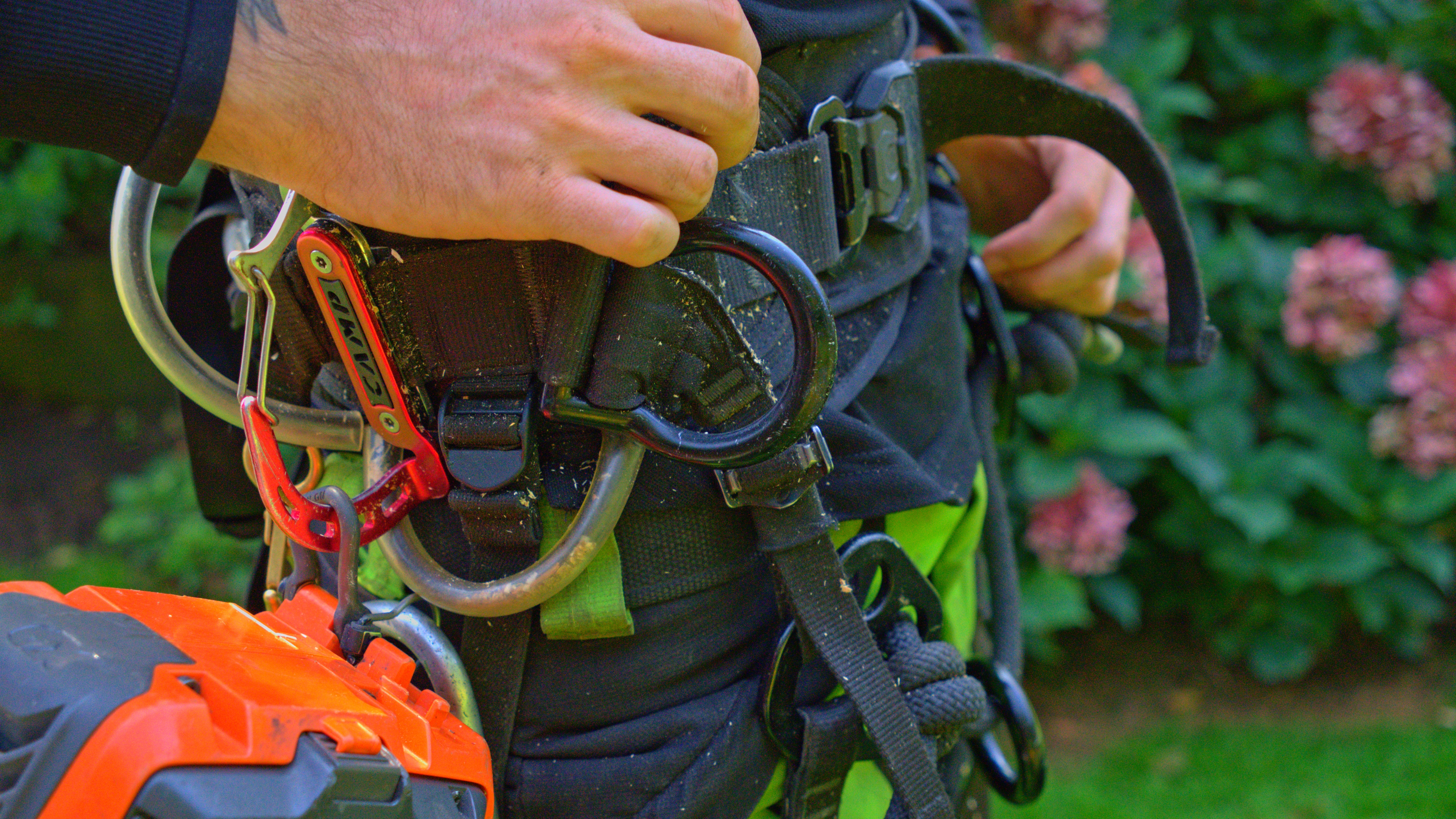 Baumpflege Köln-Wahn – GreenTeam Baumkletterer mit Klettergurt bei Kronenpflege